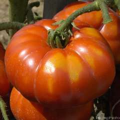 Plant de tomate 'Super Marmande' : pot de 0,5 litre