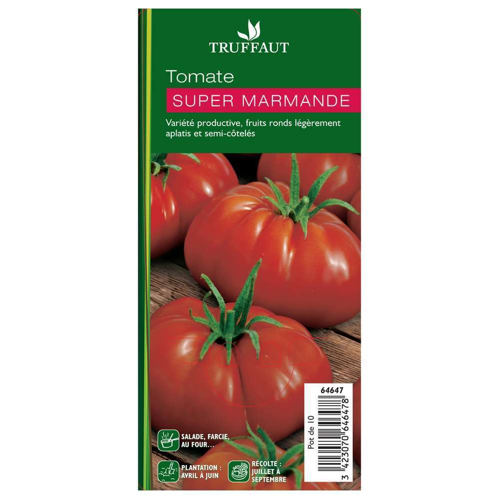 Plant de tomate 'Super Marmande' : pot de 0,5 litre