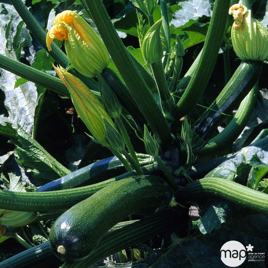 Plant de courgette 'Tarmino' F1 : pot de 0,5 litre