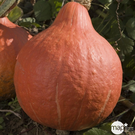 Plant de potimarron 'Uchiki Kuri' : pot de 0,5 litre
