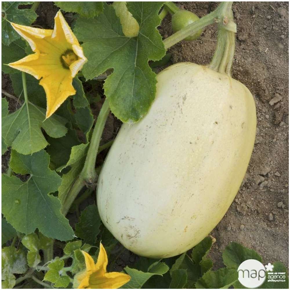 Plant de courgette 'Spaghetti' : pot de 0,5 litre