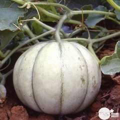 Plant de melon 'Jera' F1 : pot de 0,5 litre