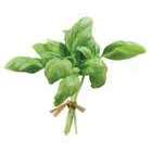 Plant de basilic grand vert : pot de 3 litres