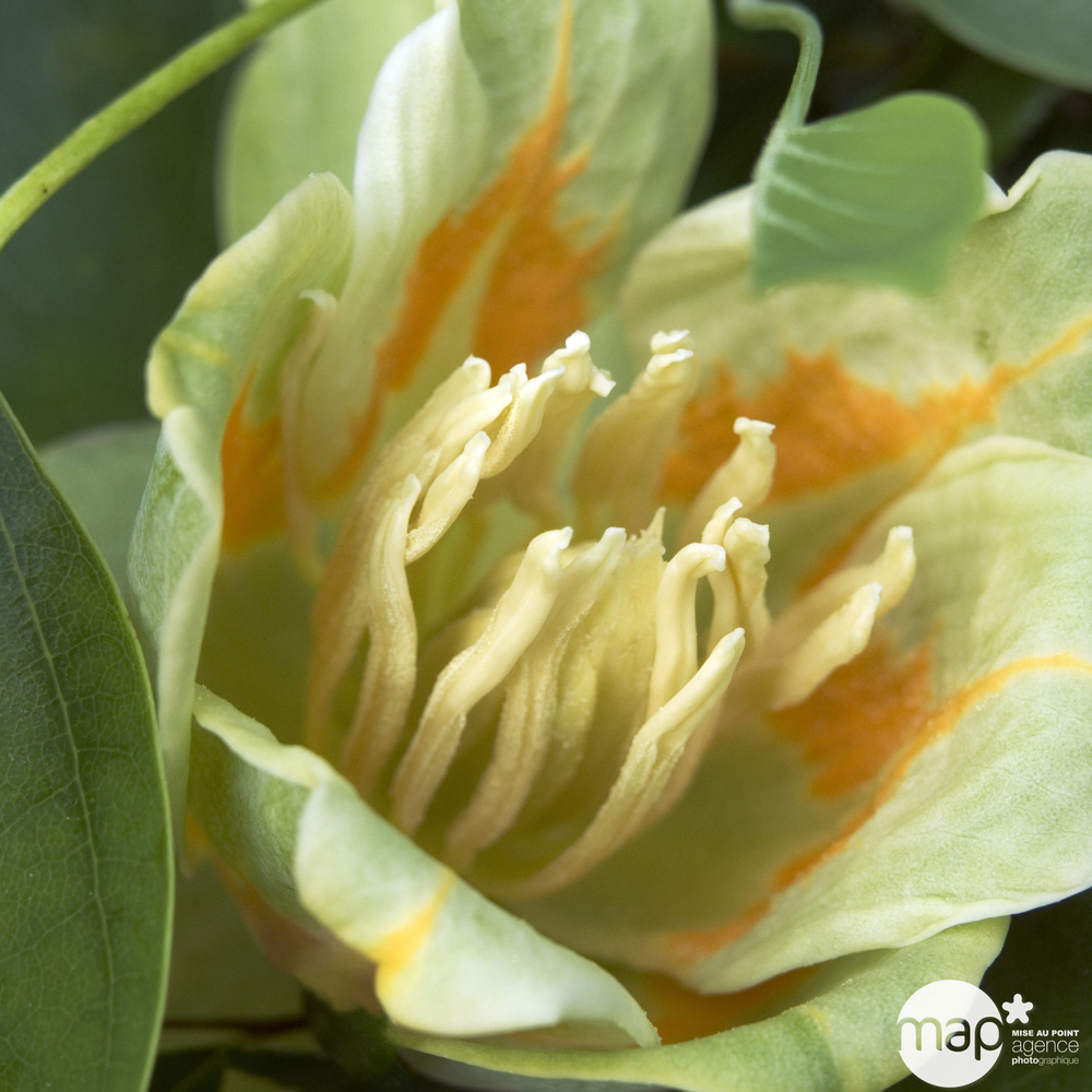 Liriodendron tulipifera :h175/200 cm