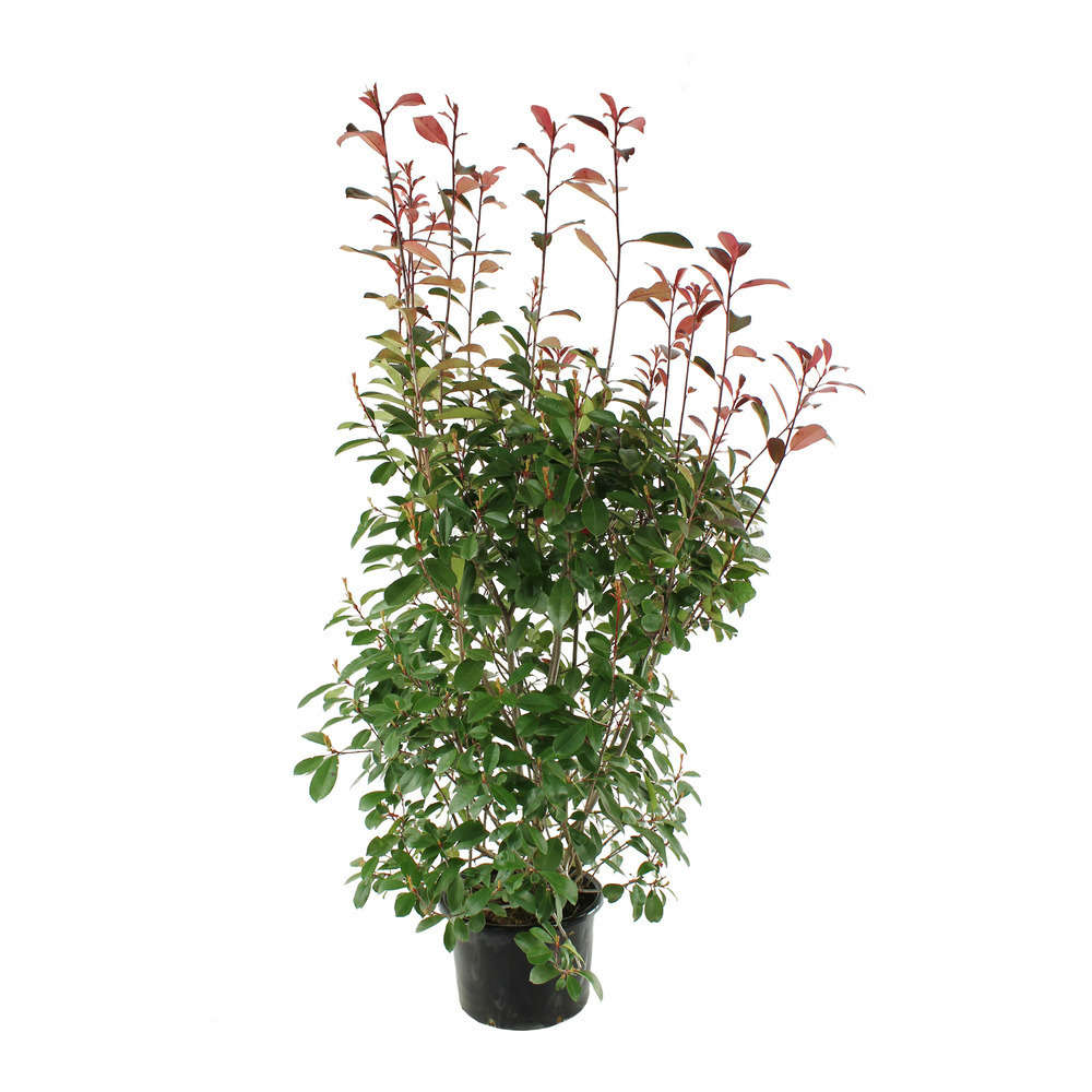 cornelian cherry plant Pioneer™ Cornelian Cherry – Planting Justice main image 0