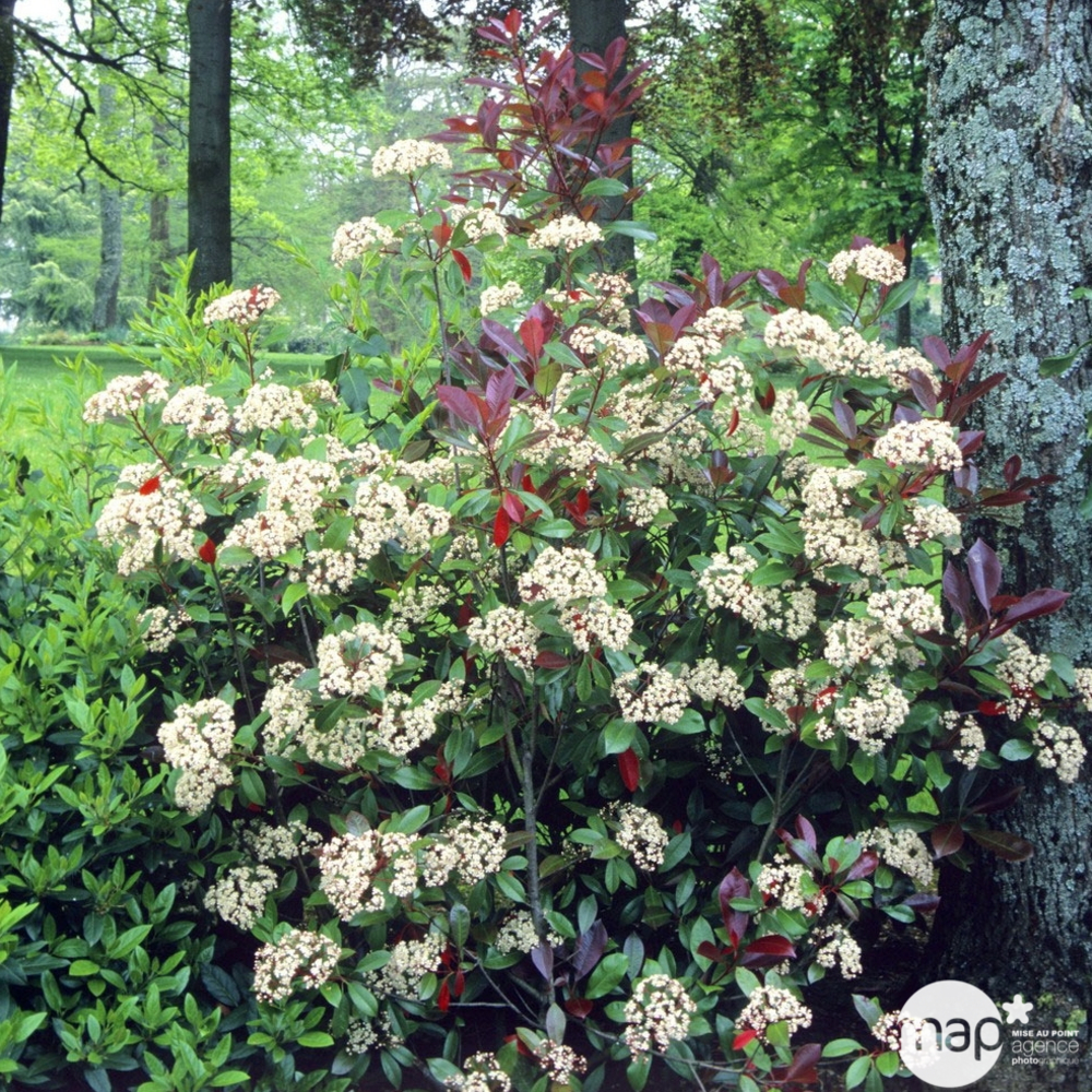 Photinia x fraseri ' Red Robin ' : H 150/175 cm ctr 25 litres