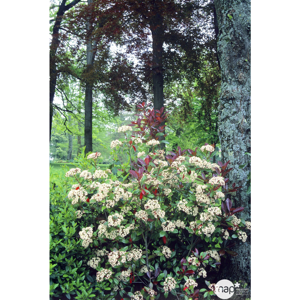 Photinia x fraseri ' Red Robin ' : H 150/175 cm ctr 25 litres | Truffaut