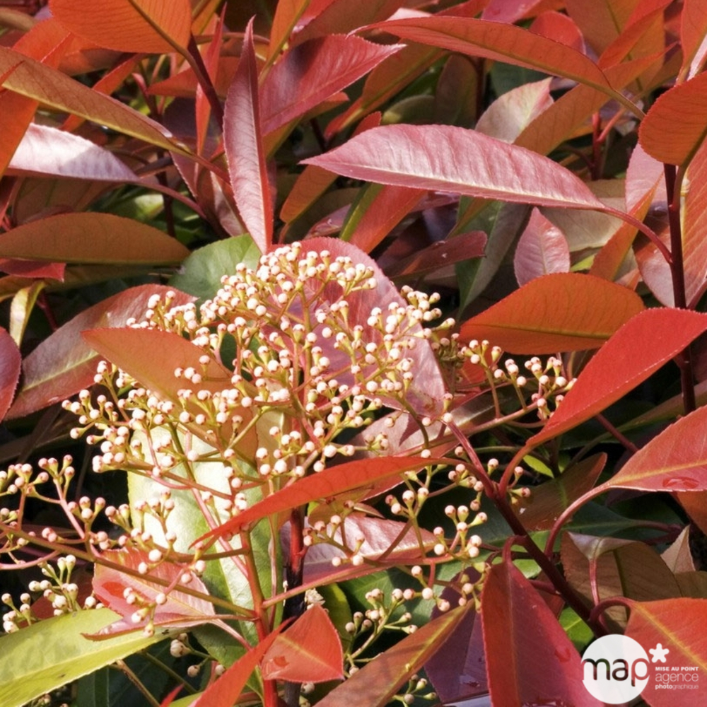 Photinia x fraseri ' Red Robin ' : H 175/200 cm ctr 35 litres