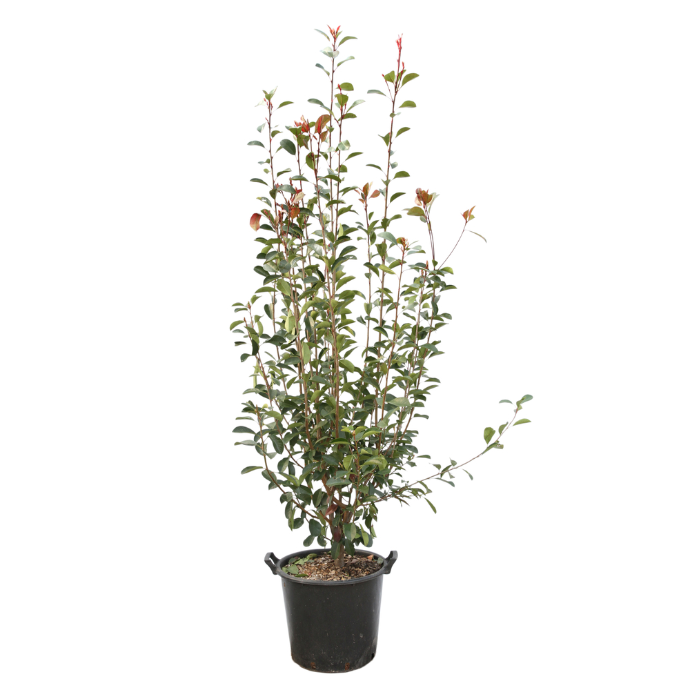 Photinia x fraseri ' Red Robin ' : H 175/200 cm ctr 35 litres | Truffaut
