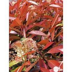 Photinia red Robin : H125/150cm Pot 18L