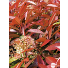 Photinia red Robin H125/150cm-  pot 18L