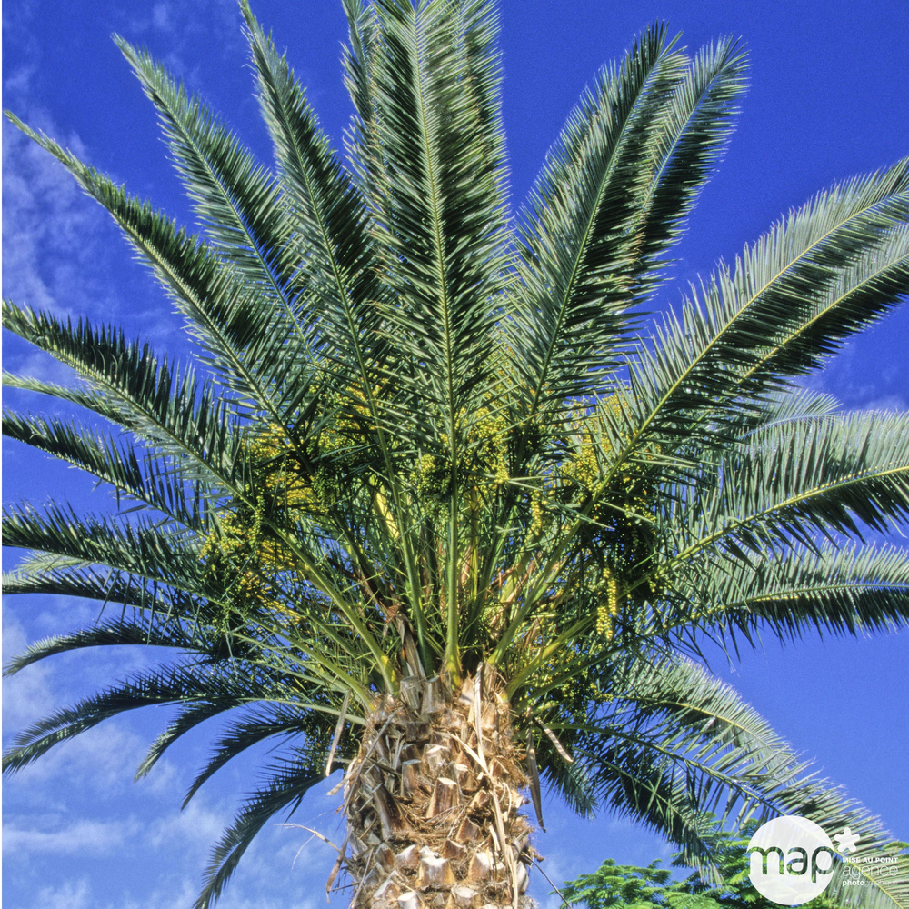 Phoenix canariensis : hauteur 100/125 cm conteneur 5 litres