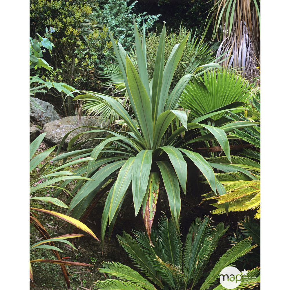Cordyline indivisa : hauteur 60/80 cm conteneur 3 litres