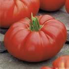 Plants de tomates 'Supersteak' F1 : barquette de 6 plants