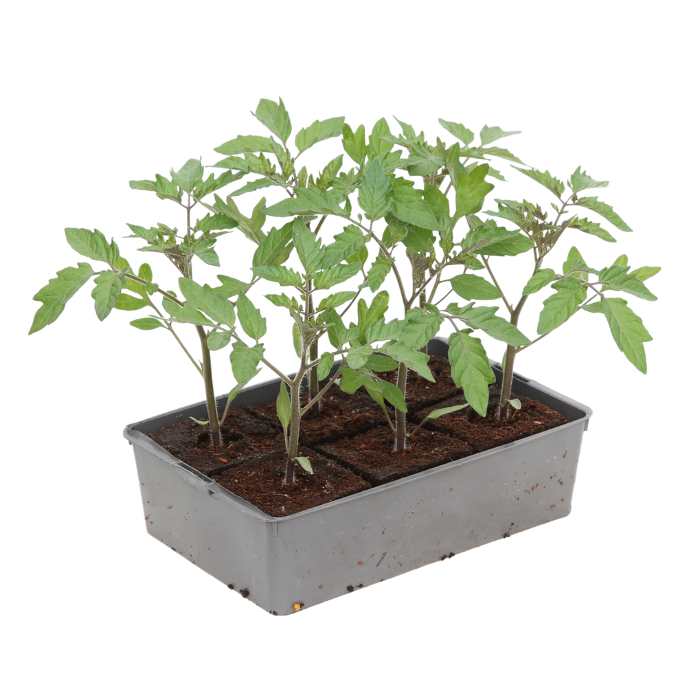 Plants de tomates cerises 'Sweet 100' F1 : barquette de 6 plants Truffaut |  Truffaut