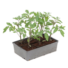 Plants de tomates cerises 'Sweet 100' F1 : barquette de 6 plants