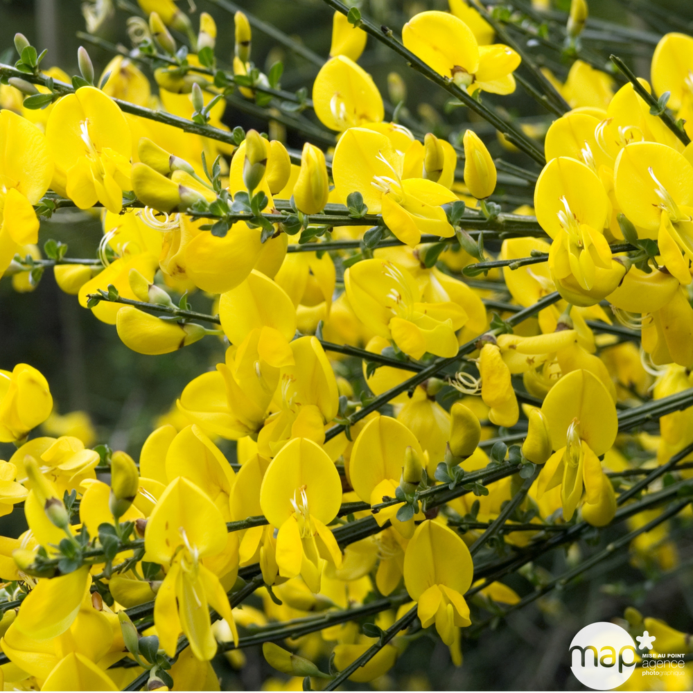 Cytisus ctr 2 litres - Variétés variables