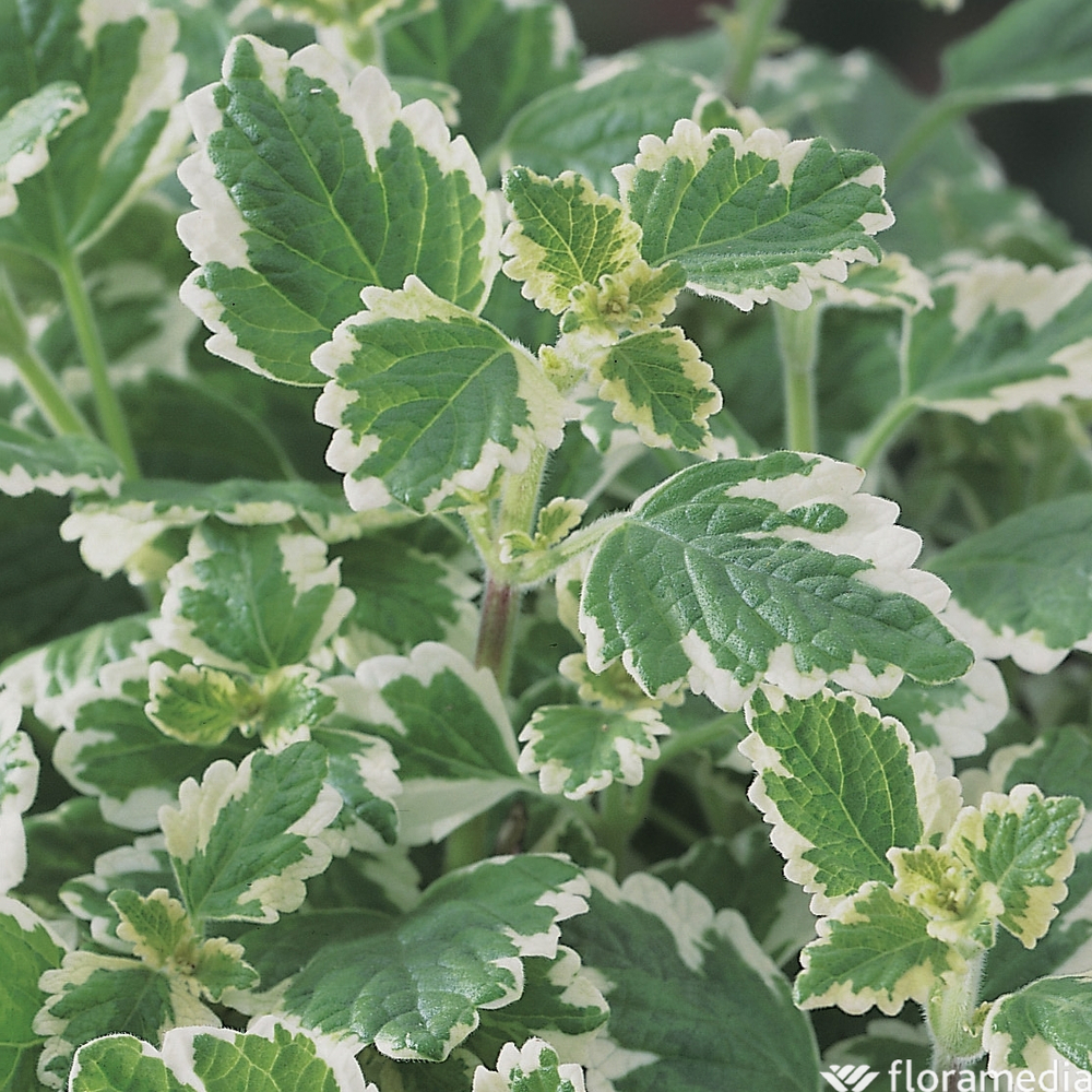Plectranthus : pot Ø 10,5 cm