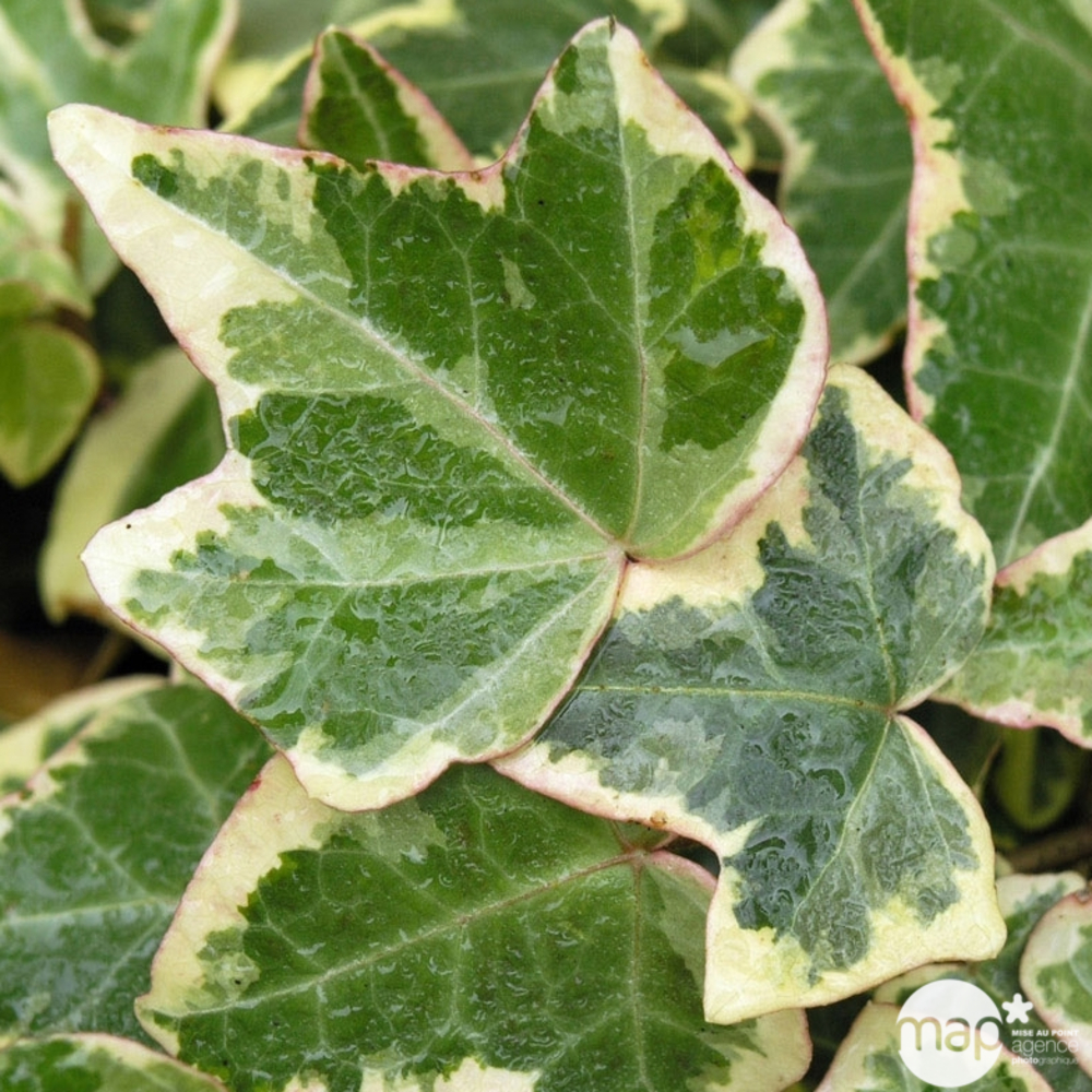 Lierre des bois helix Glacier : pot 3L