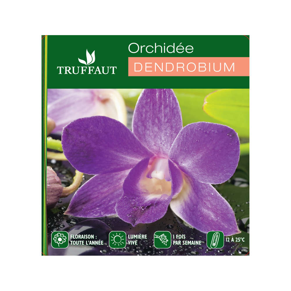 Dendrobium: pot 1 tige