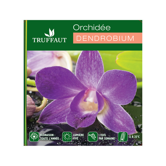 Dendrobium: pot 1 tige