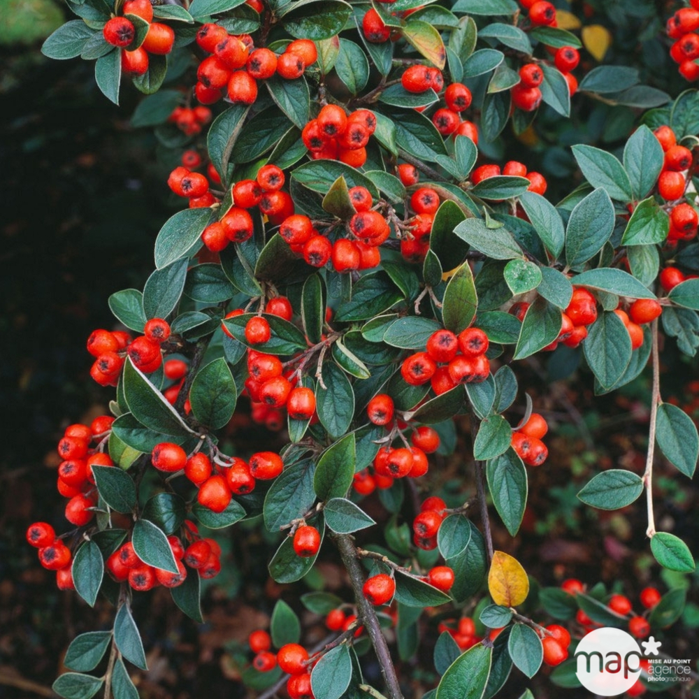 Cotoneaster franchetti : H 110cm - 1/2 tige