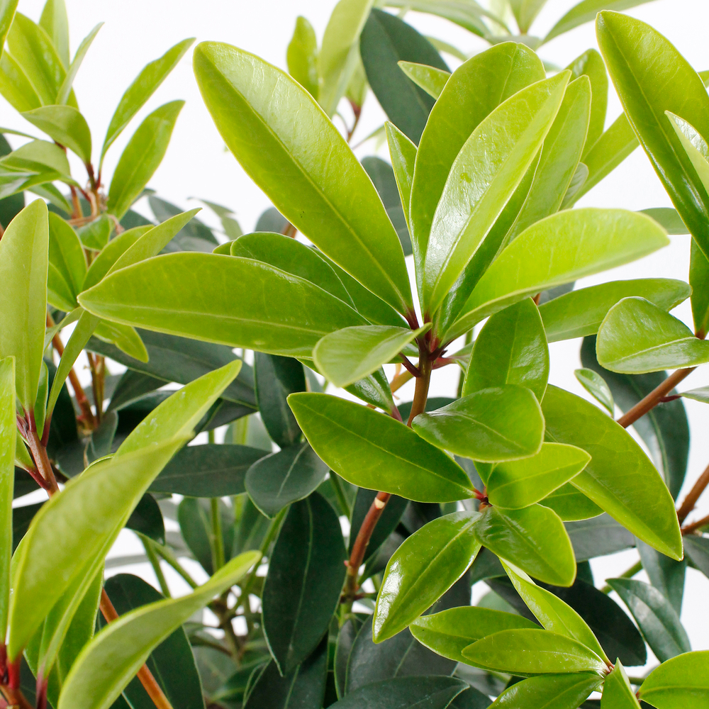 Skimmia japonica ' Rubella ' : 15/20 fleurs conteneur 3 litres