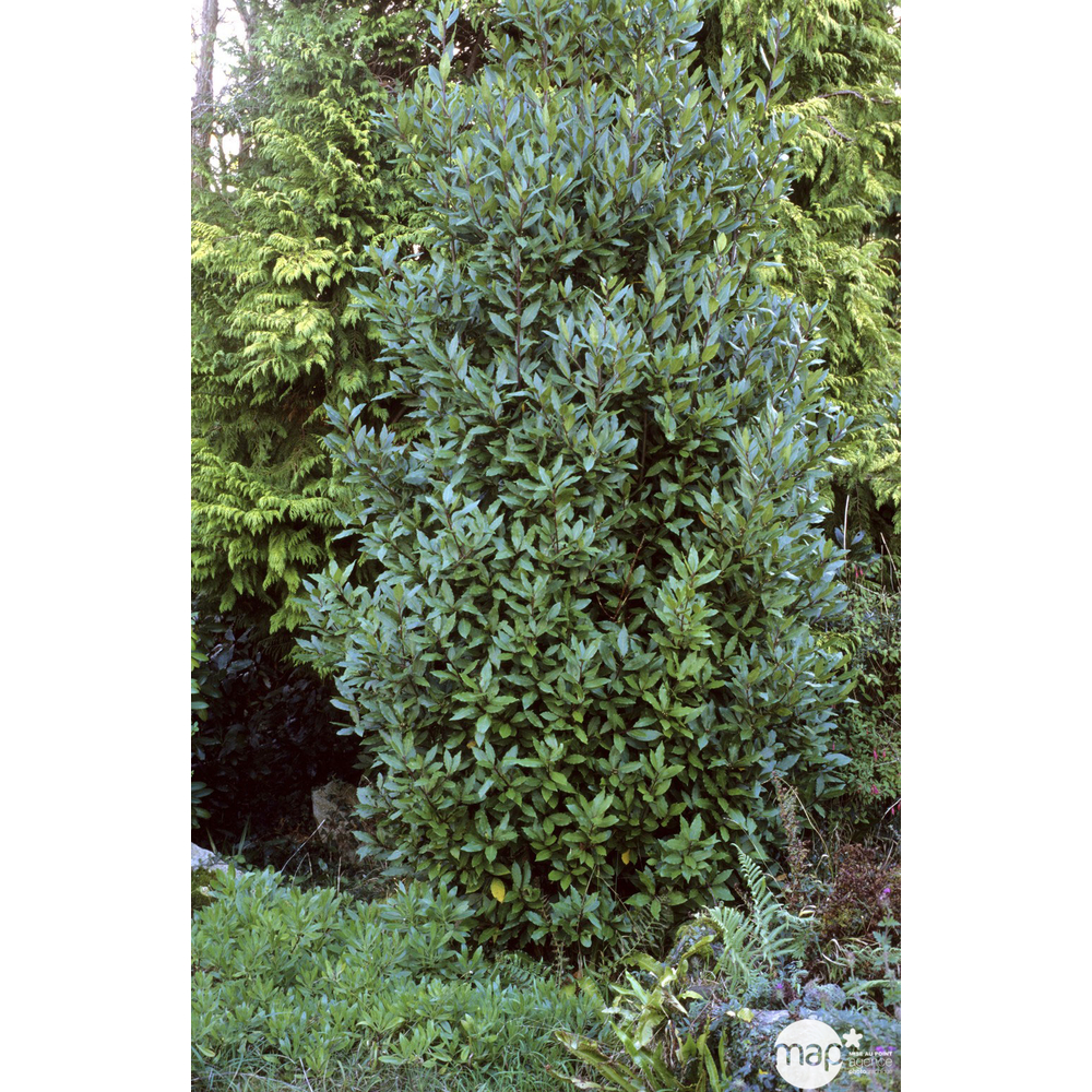 Laurus nobilis:hauteur 60/80 cm conteneur 3 litres
