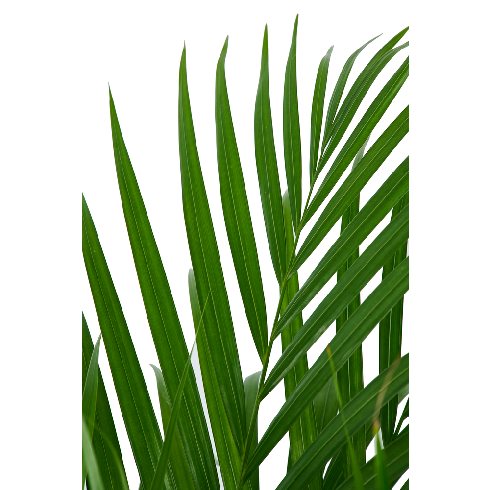 ArÃ©ca: pot petit modÃšle h.100cm