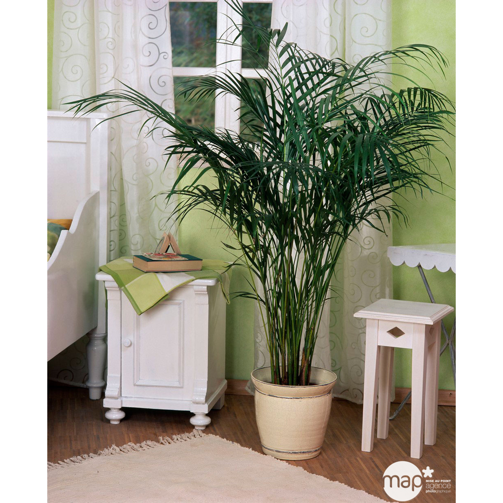 Aréca : H.150cm pot d.27cm