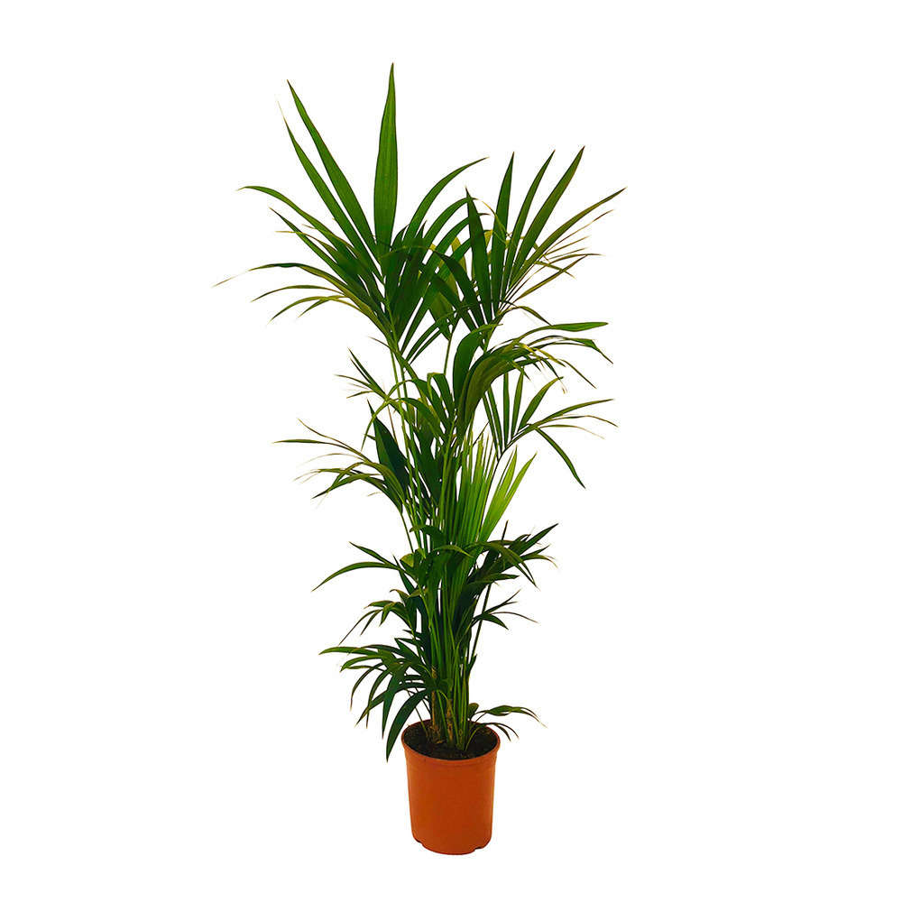 Kentia: pot petit modÃšle h.160cm