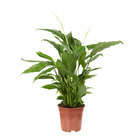 Spathiphyllum : Pot Ø 17cm