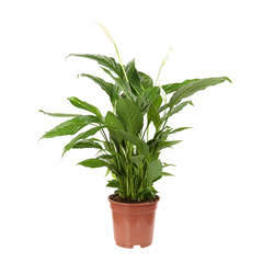 Spathiphyllum : Pot Ø 17cm