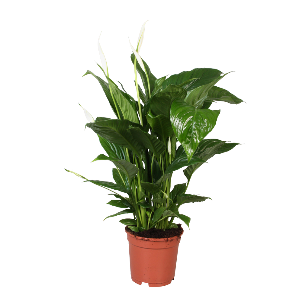 Spathiphyllum : Pot Ø 17cm