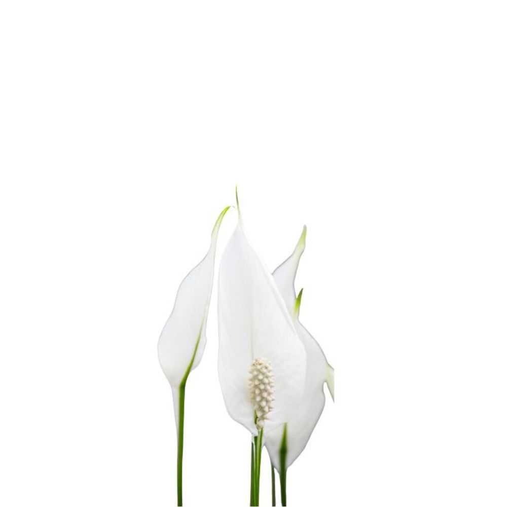 Spathiphyllum : Pot Ø 17cm