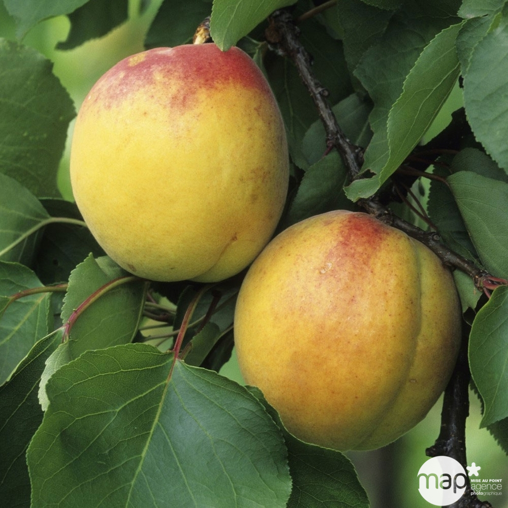 Abricotier Luizet TRUFFAUT: gobelet 3 ans d'âge C12L