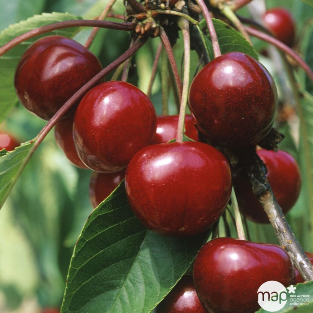Cerisier bigarreau Van : gobelet 3 ans d'âge ctr 12 litres