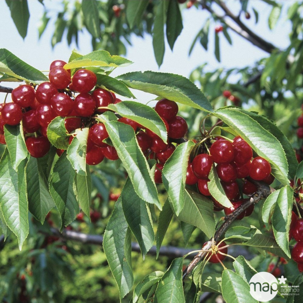 Cerisier Early Rivers Compact : ½ tige, 4-5 ans, H 170-180 cm