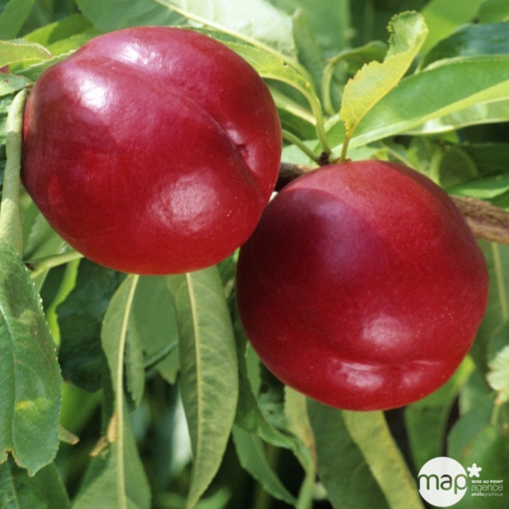 Nectarinier Fantasia : ½ tige, 4-5 ans, H 170-180 cm