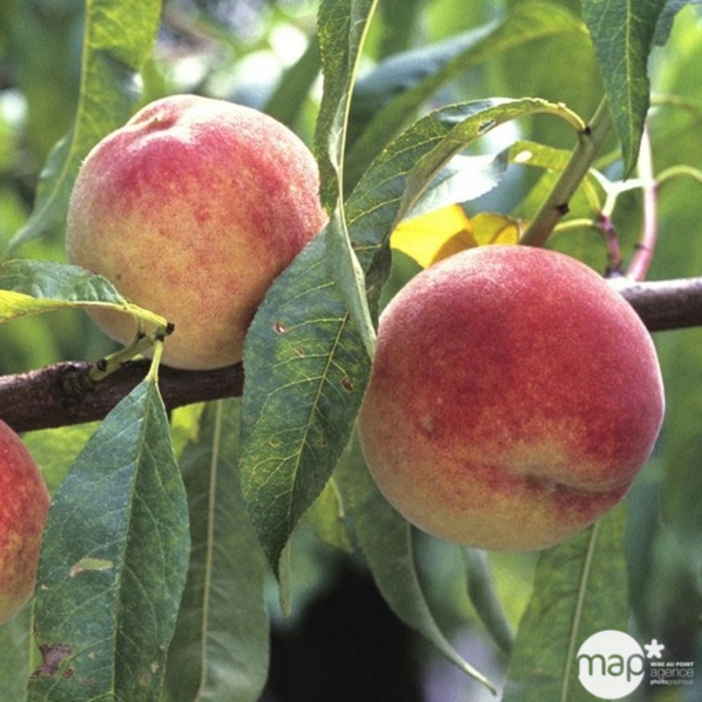 Pêcher Red Haven : demi tige 2 ans d'âge ctr 12 litres
