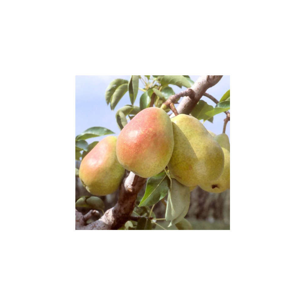 Poirier Docteur Jules Guyot : gobelet 3 ans d'âge ctr 12 litres