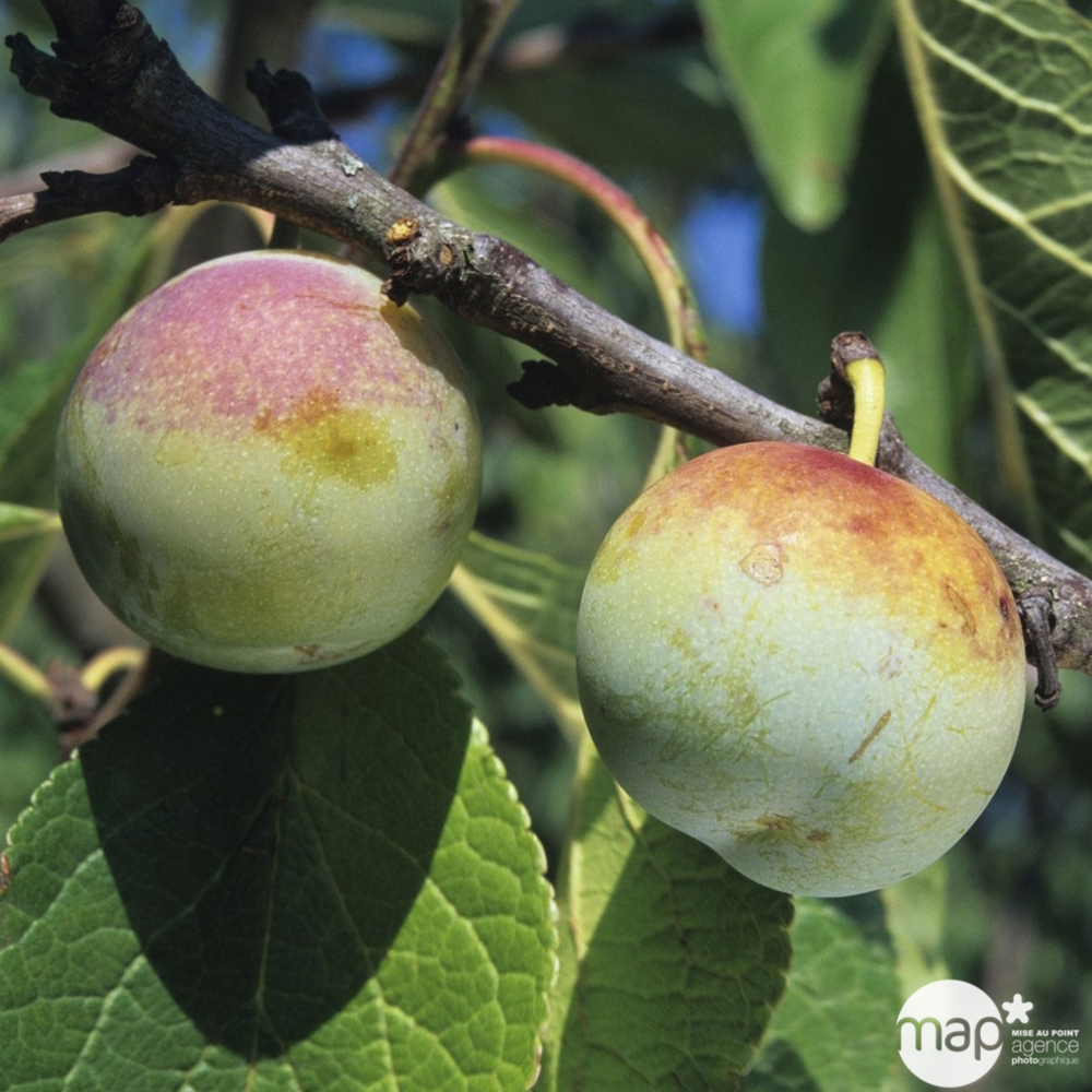 Prunier Reine Claude de Bavay : ½ tige, 4-5 ans, H 170-180 cm