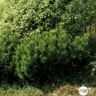 Pinus mugo Mughus H : 20/30 cm ctr 2L