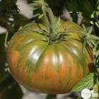 Plant de tomate 'Russe' : pot de 0,5 litre