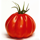 Plant de tomate 'Cœur de Boeuf' : pot de 0,5 litre