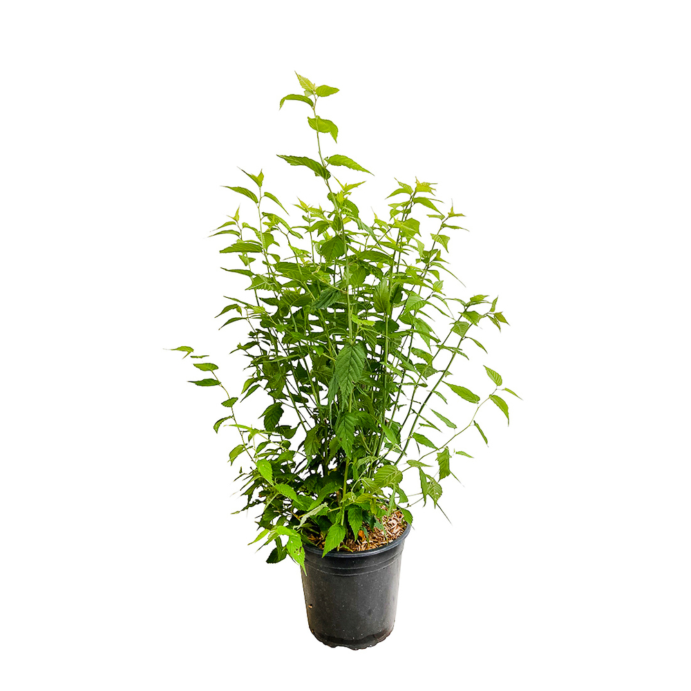 Kerria japonica ' Golden Guinea ': H 40/60 cm ctr 4 litres