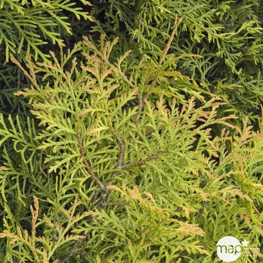 Thuya occidentalis Rheingold, H : 30/40 cm, ctr 4L