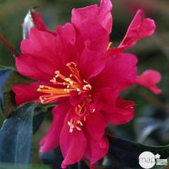 Camellia sasanqua : H 40/50 cm, ctr 4 Litres - Coloris variables