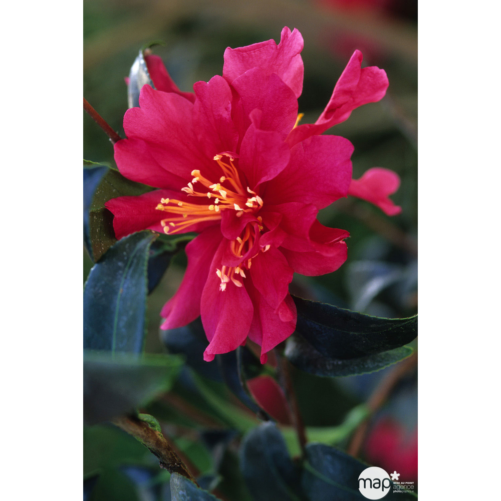 Camellia sasanqua : H 40/50 cm, ctr 4 Litres - Coloris variables