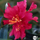 Camellia sasanqua : H 40/50 cm, ctr 4 Litres - Coloris variables